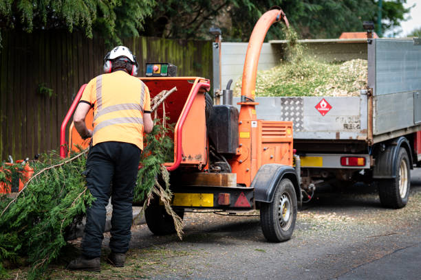 Best Tree Trimming and Pruning  in USA